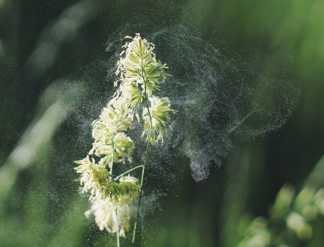 pollen insektenschuz für pollen